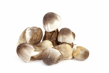 Straw mushroom isolated on white background