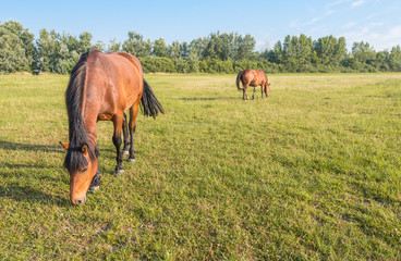 Two grazing brown horses