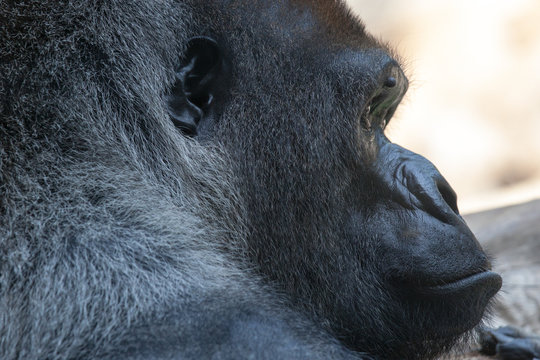 Gorilla
