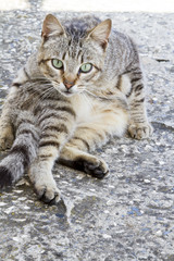 Fototapeta premium domestic cat on a funny pose