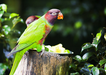 Parrot