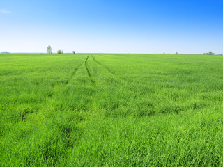 Organic green wheat close up