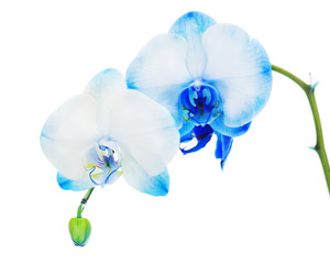 Obraz na płótnie Canvas Prawdziwe Blue Orchid centralny układ na białym backg