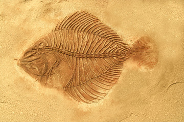 Fish fossil © Auttapon Moonsawad