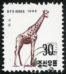 stamp printed in North Korea shows a Giraffe