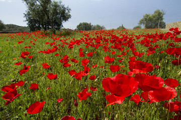 Obraz premium Beautiful view of a red poppy flower field in spring.