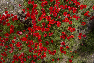 Obraz premium Beautiful view of a red poppy flower field in spring.