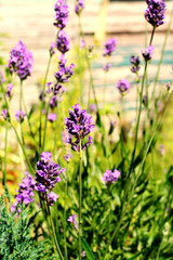 Beautiful lavender blossom - 54601856