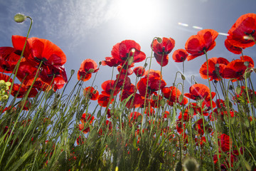 Obraz premium Piękny widok na pole czerwony kwiat maku wiosną.