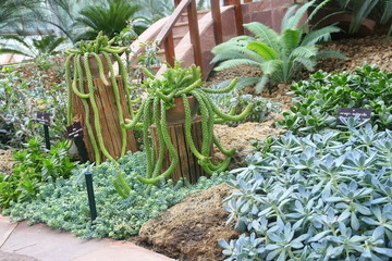 drought plant garden