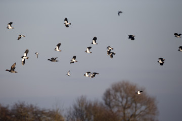 Northern lapwing, Vanellus vanellus