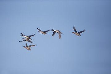 Northern pintail, Anas acuta