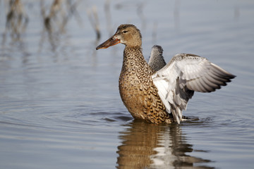 Northern shoveler, Anas clypeata