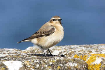 Northern wheatear, Oenanthe oenanthe