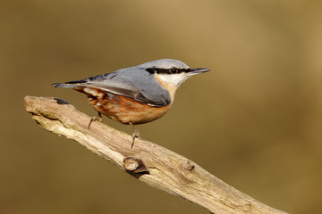 Nuthatch, Sitta europaea
