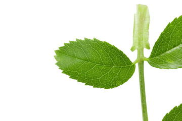 Fototapeta premium green leaf on a white background. macro