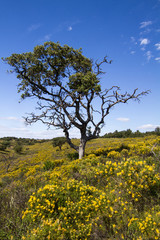 countryside hills with yellow bushes