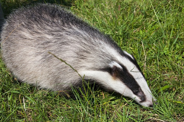 European badger (Meles meles) in the grass © belizar