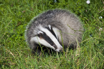 European badger (Meles meles) in the grass © belizar