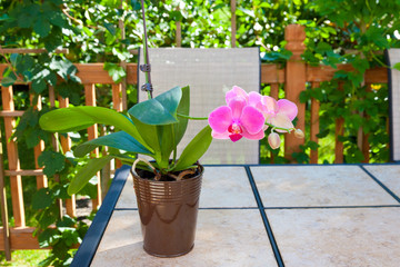 Beautiful purple orchid flower - phalaenopsis