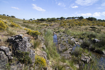 Fototapeta na wymiar spring view of a countryside stream of water 