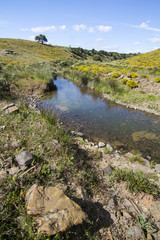 spring view of a countryside stream of water