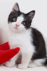 Black and white kitten.