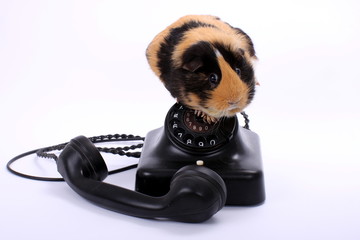 Meerschwein sitzt auf schwarzem Telefon antik
