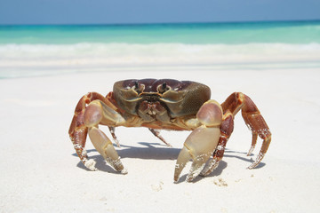 red crab on beach ,Tachai island, Similan island group, Phang ng - 54605482