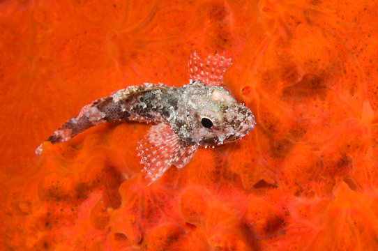 Scorpionfish, Scorpaena porcus, over red sponge