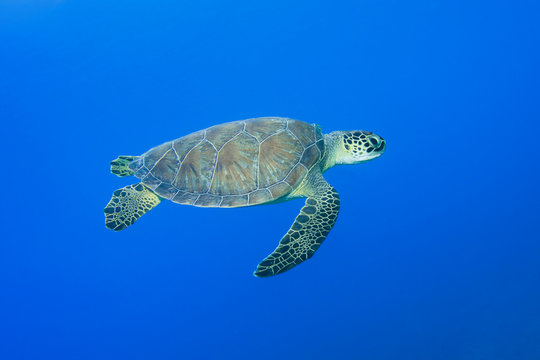 Green turtle, Chelonia mydas, swimming over blue sea