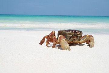 Crab on beach, Thailand