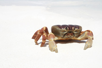 Crab on beach, Thailand