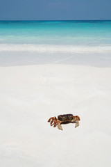 Crab on beach, Thailand