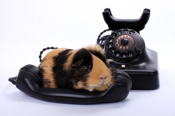 Meerschwein auf antikem Telefonhörer