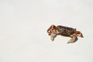 Crab on beach, Thailand