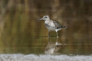 Wood Sandpiper (Tringa glareola)
