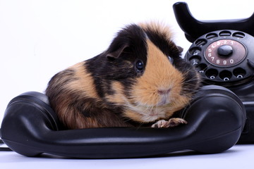 Meerschweinchen auf Telefonhörer, Freisteller