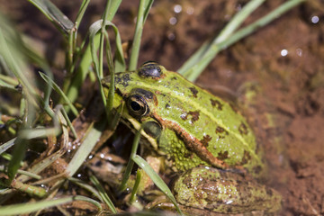 Edible Frog (Pelophylax esculentus) on a puddle.