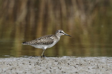 Wood Sandpiper (Tringa glareola)