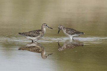 Wood Sandpiper (Tringa glareola)