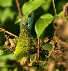 Green lizard