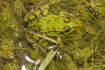 Edible Frog (Pelophylax esculentus) on a puddle.