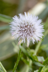 Dandelion (Taraxacum officinale) flower.