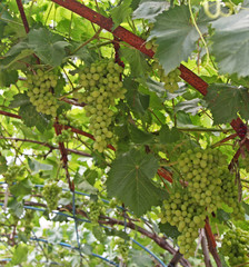 Grapes in Brashlyan - village in Bulgaria