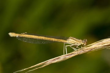 White Featherleg (Platycnemis latipes) damselfly insect.