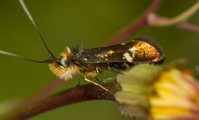 Close up view of an Adela collicolella nocturnal moth  insect.