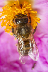  honey bee (Apis mellifera) collecting nectar