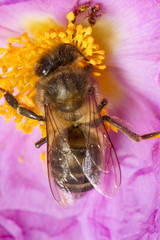  honey bee (Apis mellifera) collecting nectar 