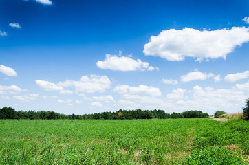 green field background